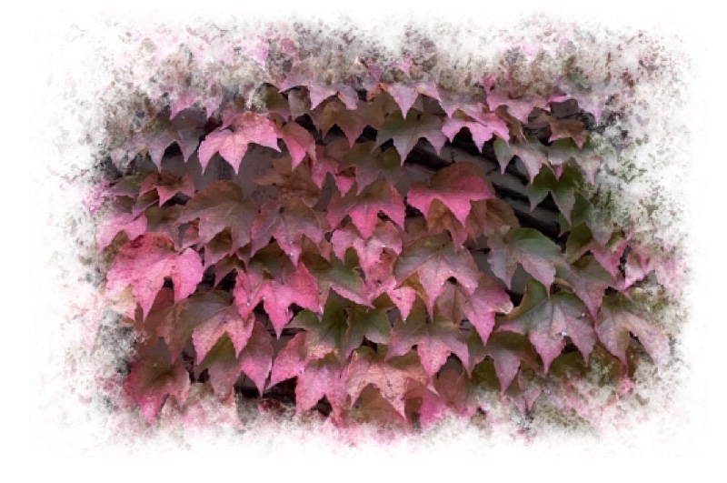 Blätter pink